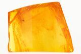 Unusual Fossil Fungus Gnat (Sciaridae) In Baltic Amber #273199-1